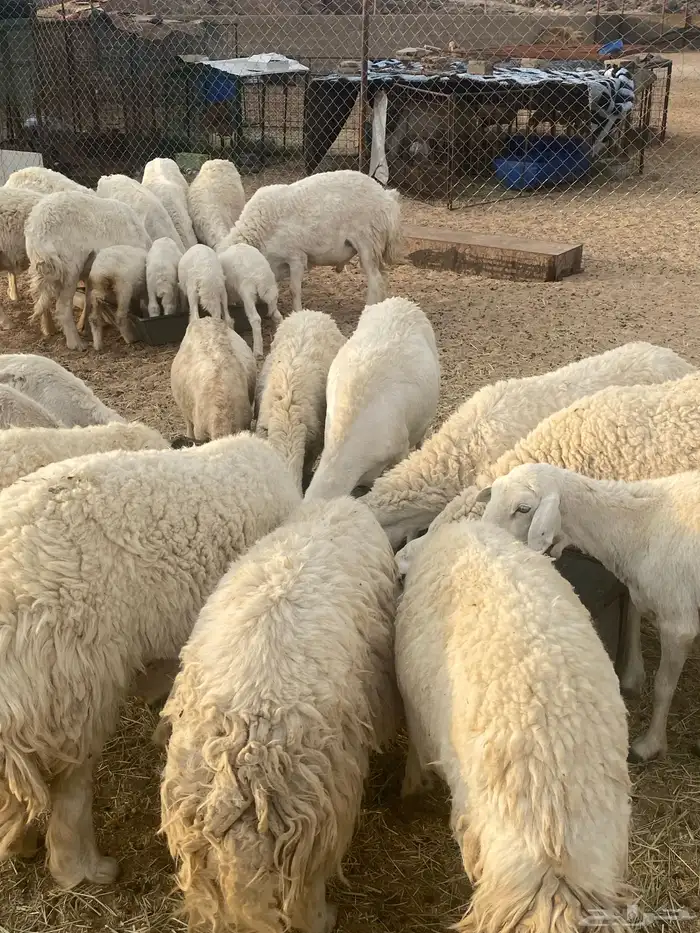 غنم حريات طيبه خلفات ودفيع 3