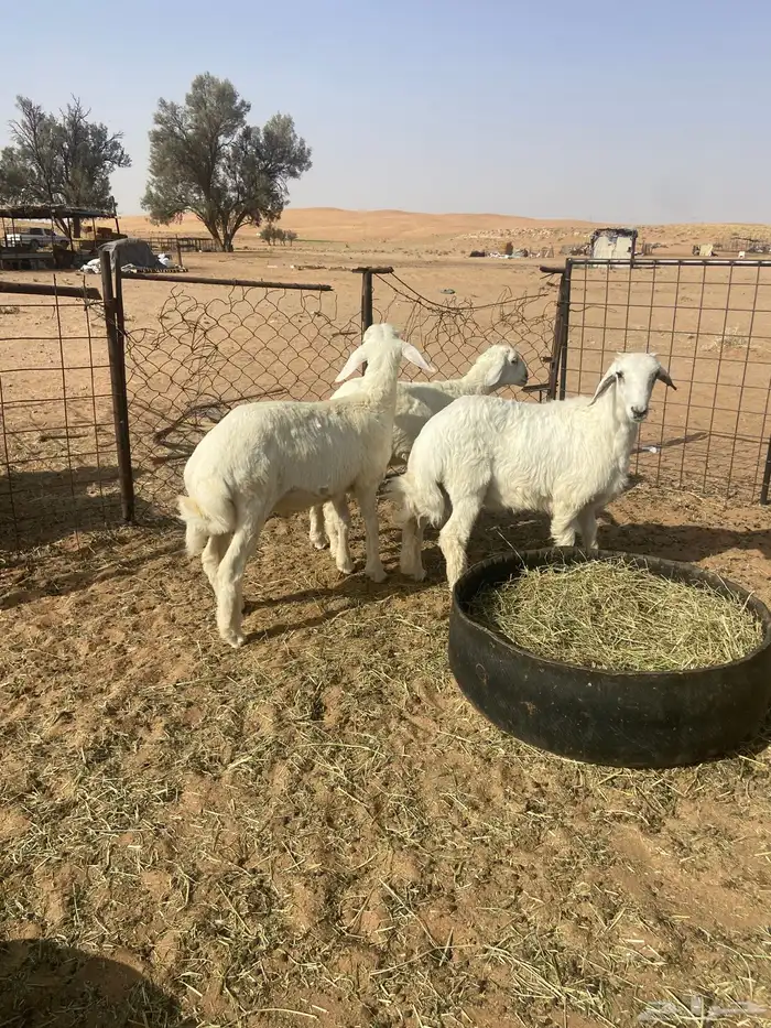 بهم حري ( تم البيع ) 2