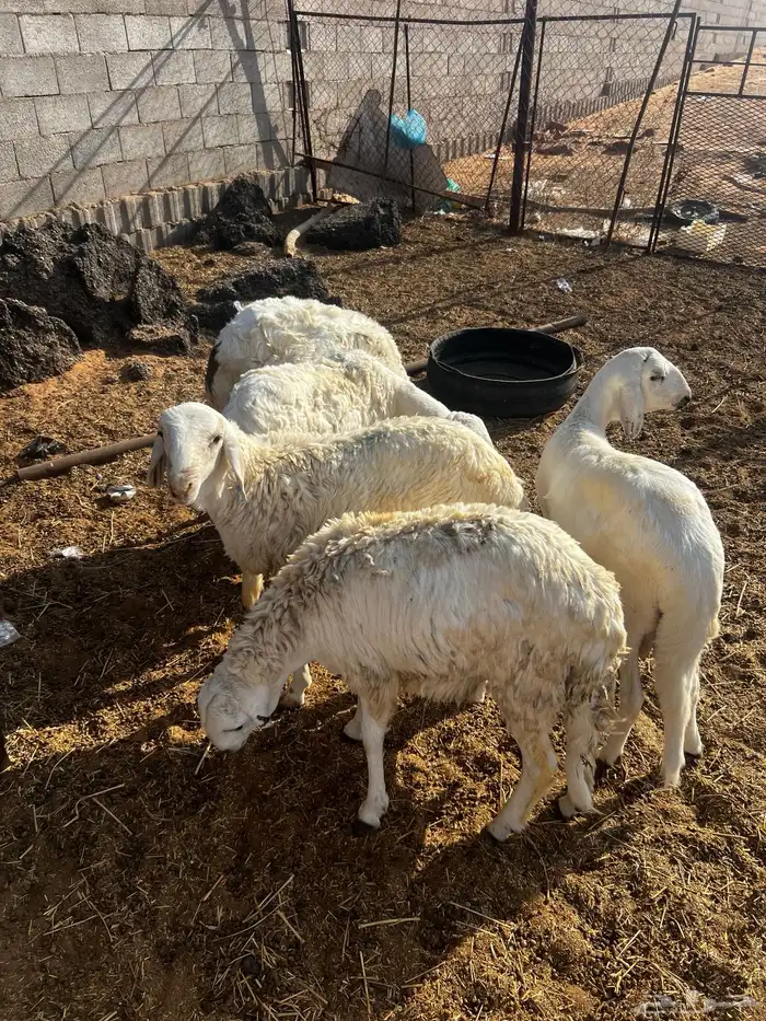 سواكن مربيات 0