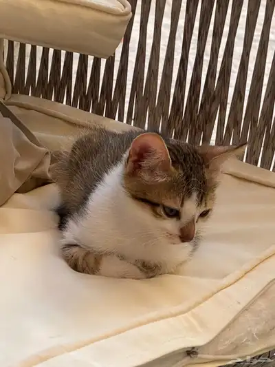 قطط للتبني 4