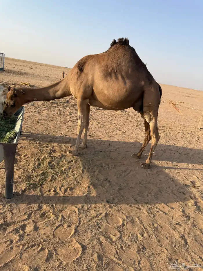 خلفه منيحه حليب وافر ساحليه حمراء دم الموقع سوق الدوادمي 6