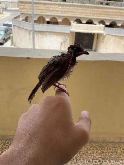 بلبل ما في شي امورا  طيبه 0