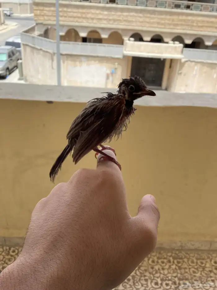 بلبل ما في شي امورا  طيبه 0