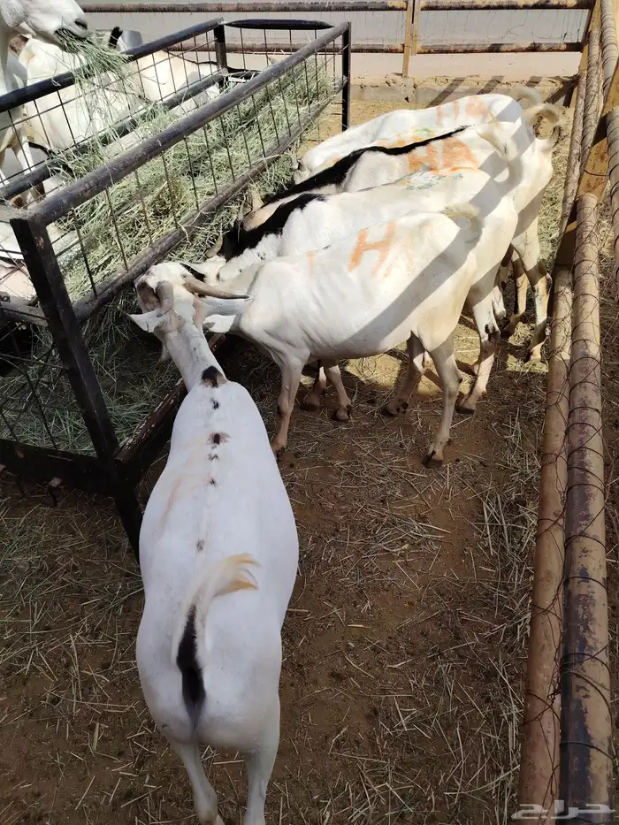 برابر وتيوس للبيع جمله 3