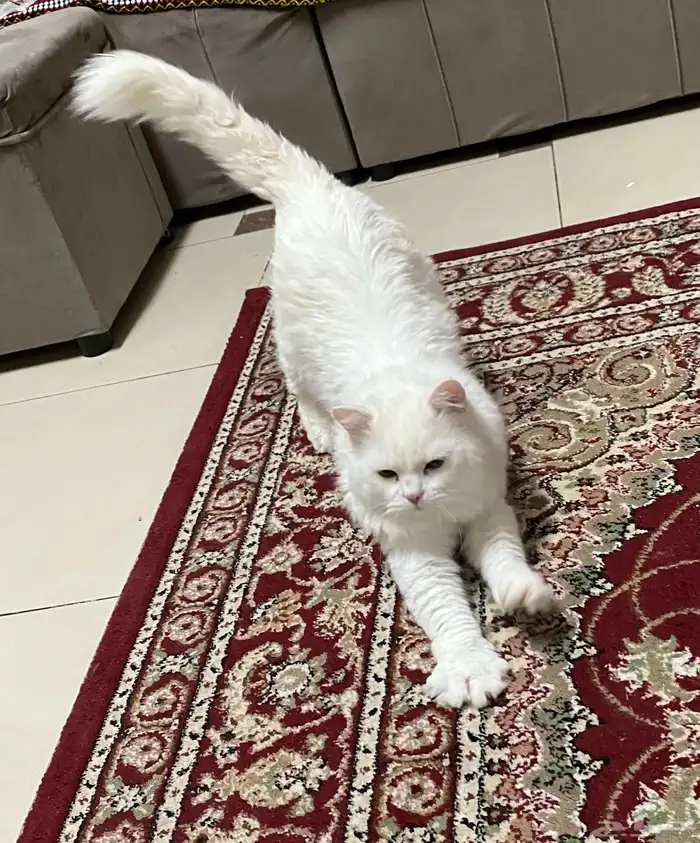 قطط للتبني 1