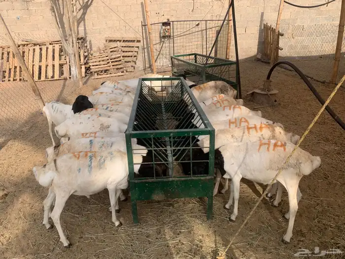 للجمله حلال مربي زواجات ومناسبات والتجار 1