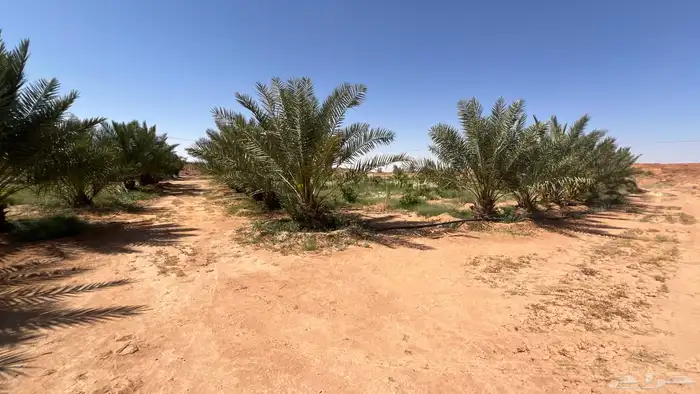 استراحة بمزرعة للإيجار 11