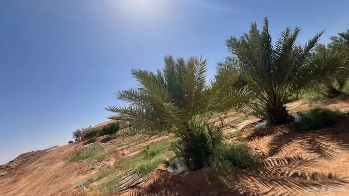 استراحة بمزرعة للإيجار 9