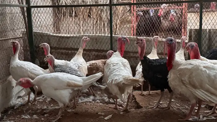 ديوك ودجاج رومي منتج 1