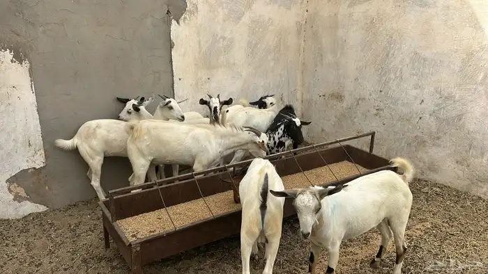 جفران وجفير 2