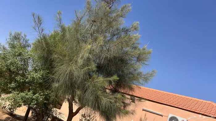 استراحة بمزرعة للإيجار 19