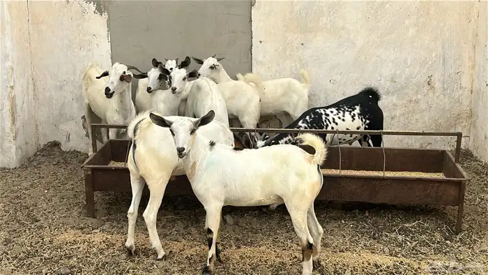 جفران وجفير 3