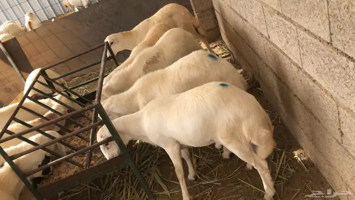 ذبايح 0