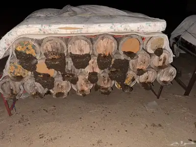 نحل للبيع الموقع القنفذه 3