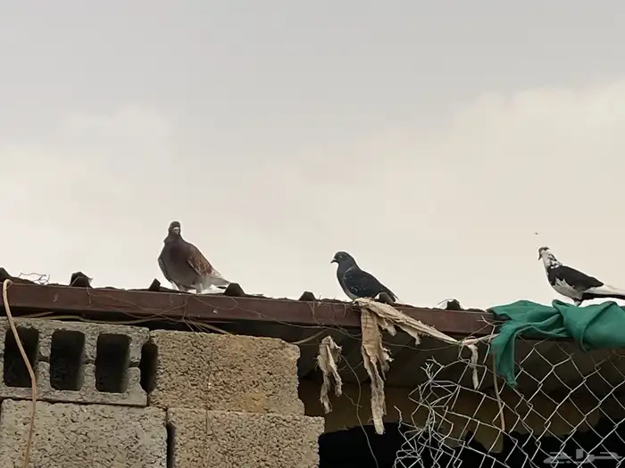 حمام للبيع العدد ست حبات وديك 0