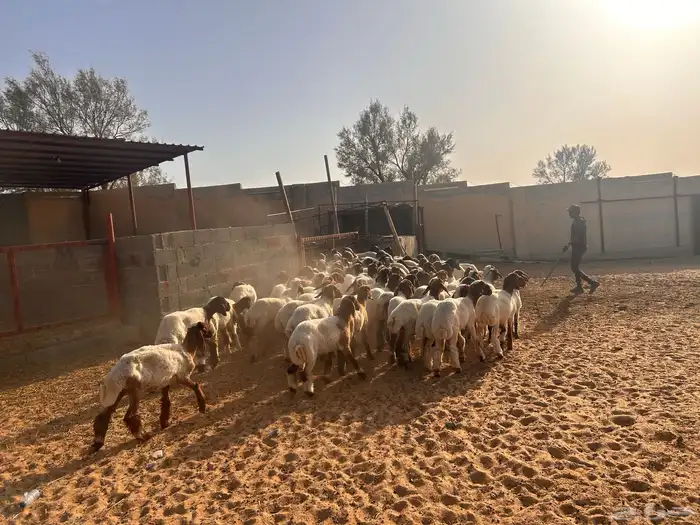 جذعات نعيم 5