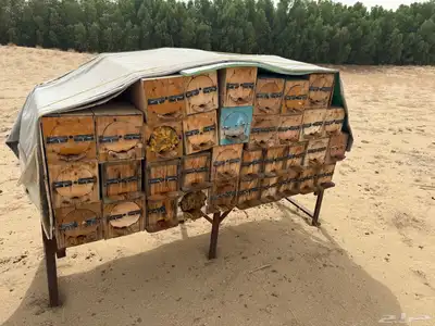 نحل للبيع الموقع القنفذه 5