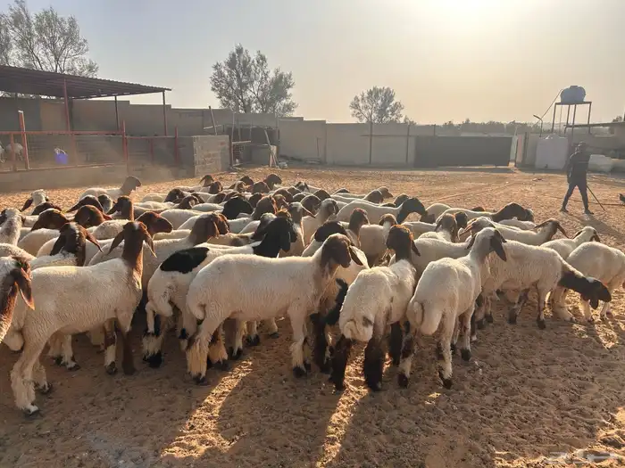 جذعات نعيم 0