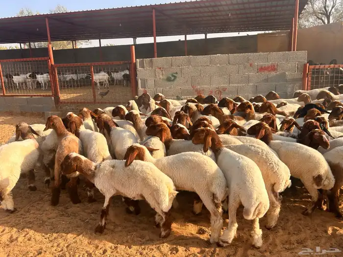 جذعات نعيم 6