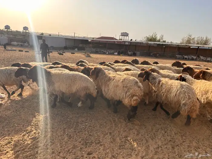 غنم نعيمي 0