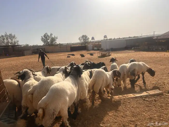 فحول جدعان نعيم 1
