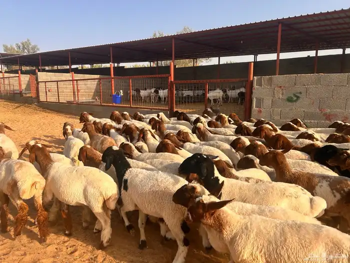جذعات نعيم 7