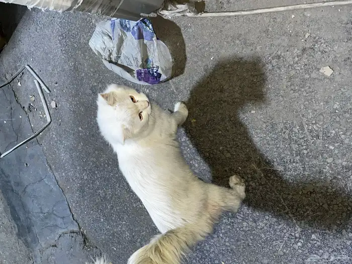 تم البيع 1
