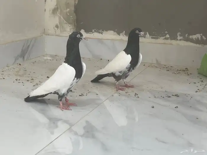 حمام باكستاني 2
