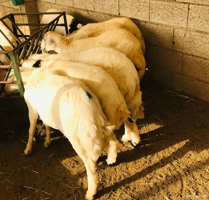 ذبايح 6