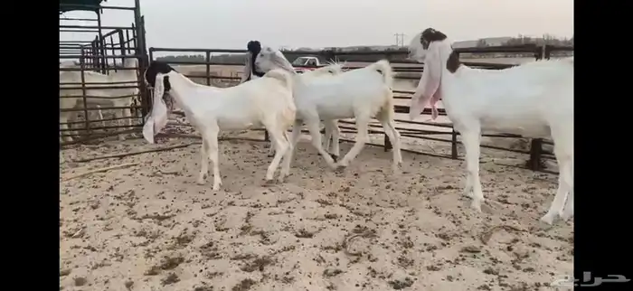 للبيع 4 جذعات بيض مطوره نوادر 10
