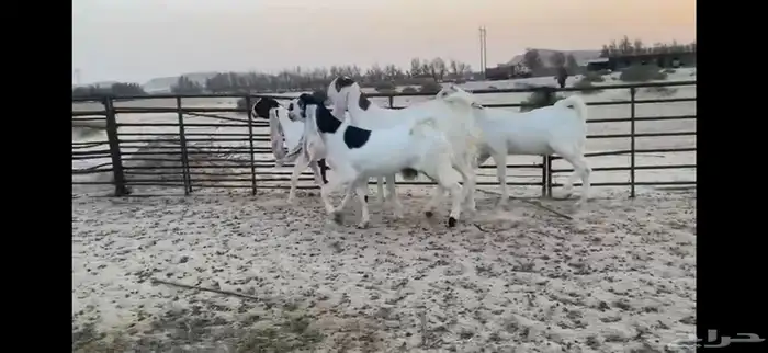 للبيع 4 جذعات بيض مطوره نوادر 1