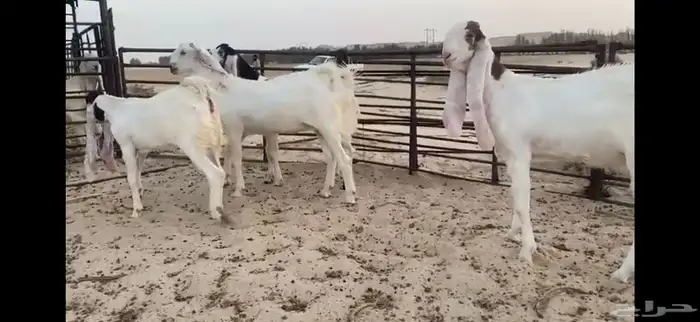للبيع 4 جذعات بيض مطوره نوادر 9