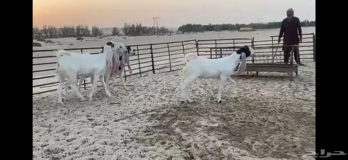 للبيع 4 جذعات بيض مطوره نوادر 4