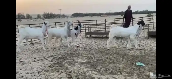 للبيع 4 جذعات بيض مطوره نوادر 3