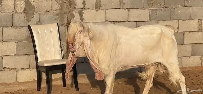 تيس ابيض 6