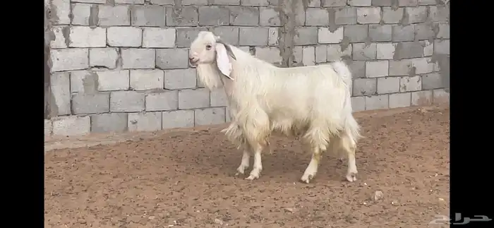تيس ابيض 2