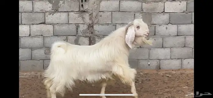 تيس ابيض 1