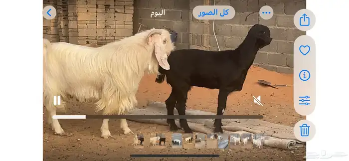 تيس ابيض 3