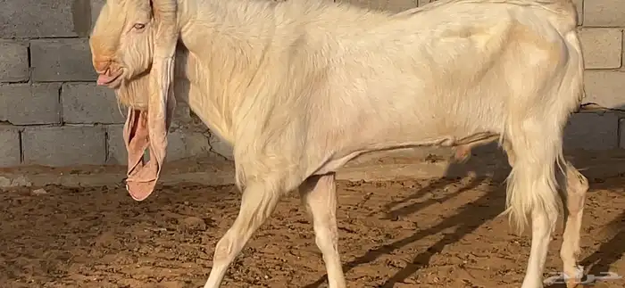 تيس ابيض 9