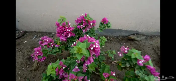 فرصة استثمارية واعده بمحافظة بارق 24