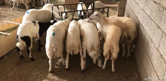 ذبايح 5