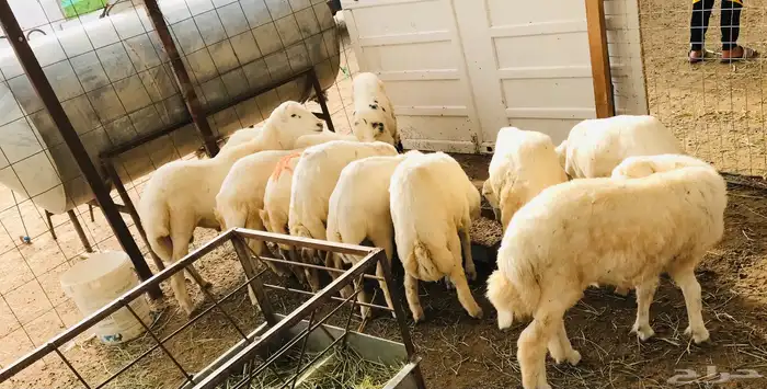 ذبايح 3
