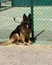 فندقة واستضافة كلاب happy dog kennel 1