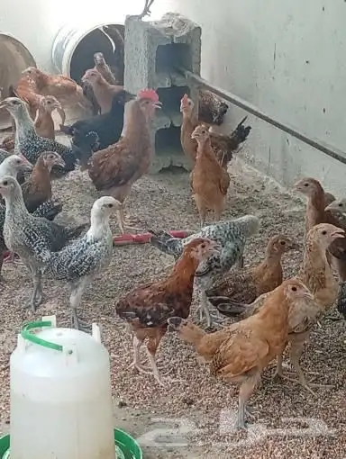 دجاج بعمر ثلاث شهور 5