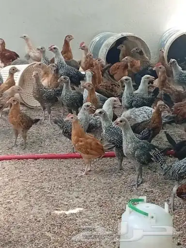 دجاج بعمر ثلاث شهور 1