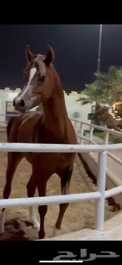 حصان فحل 3