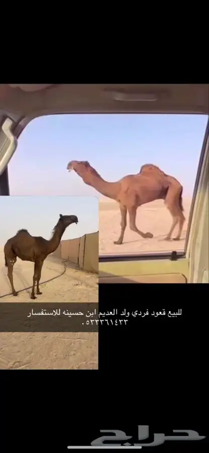 للبيع قعود صيفي عمره اربع شهور ولد العديم صوره ابيه مرفوقه 0