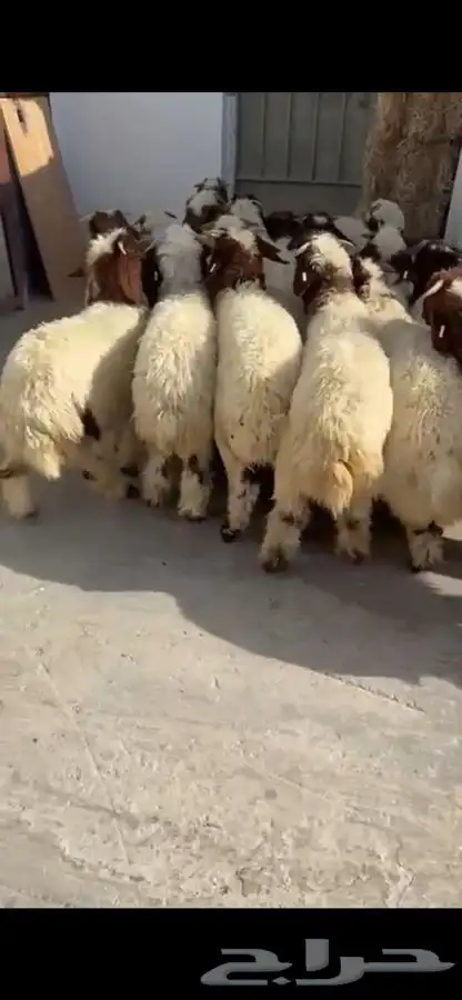 العدد 27 خروف فيها رخلين ع حول 5 شهور فل ظهر وطرف 5