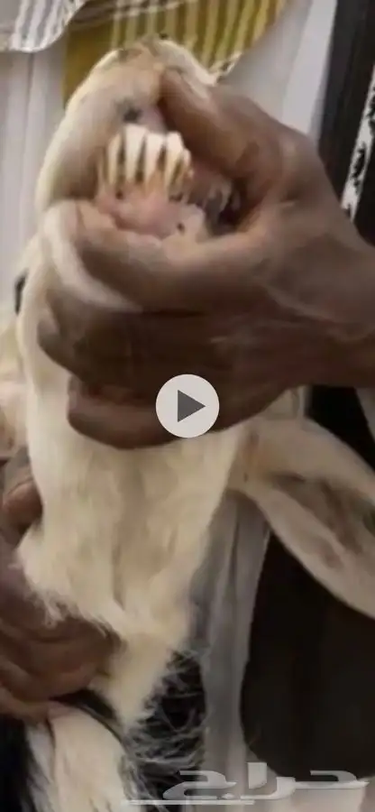 نجديه معها خروف سنها تامه وديس سلم 0