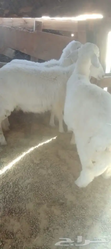 طليان حبص 6شهور 1